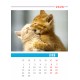 Desk calendar size 17/25 cm according to a ready-made design